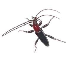 Stenosphenus lineatus