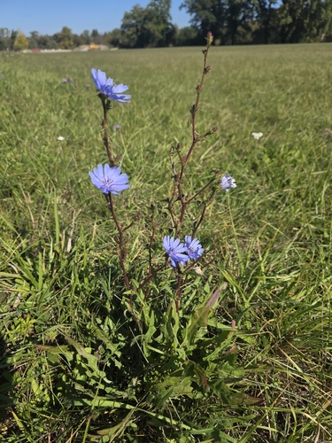 chicory