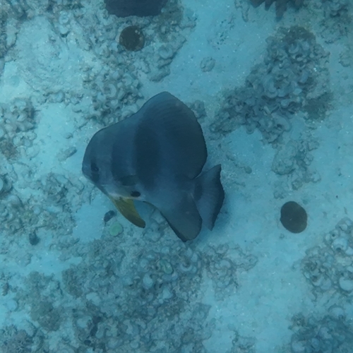 Platax teira observed 2026-10-06