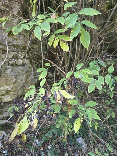 European black elderberry