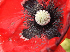 Papaver orientale