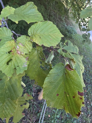 common hazel