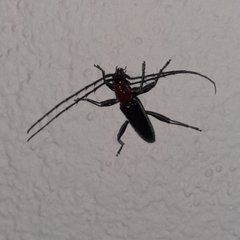 Stenosphenus lineatus