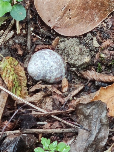 Garden Snail