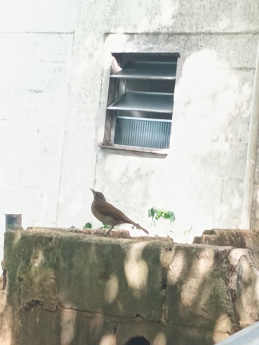 Pale-breasted Thrush