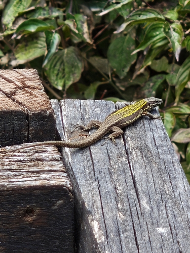 Common Wall Lizard