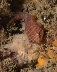 Aspasmogaster costata