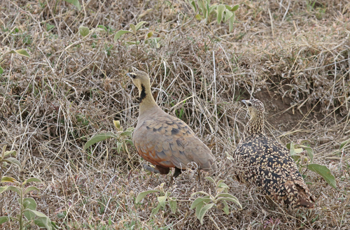 iNaturalist image
