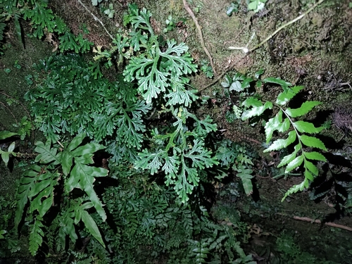 Selaginella doederleinii observed 2026-10-06