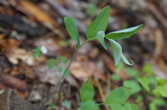 Polygonatum