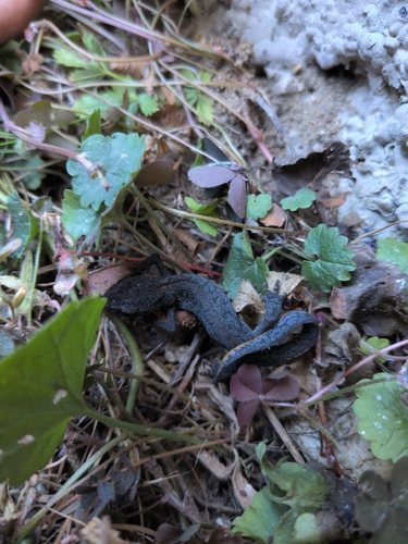 Alpine Newt