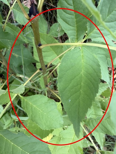 European ash