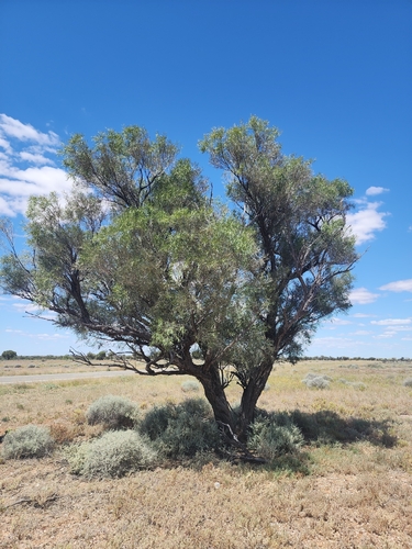 Acacia cambagei observed 2026-10-06