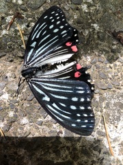 Hestina assimilis assimilis