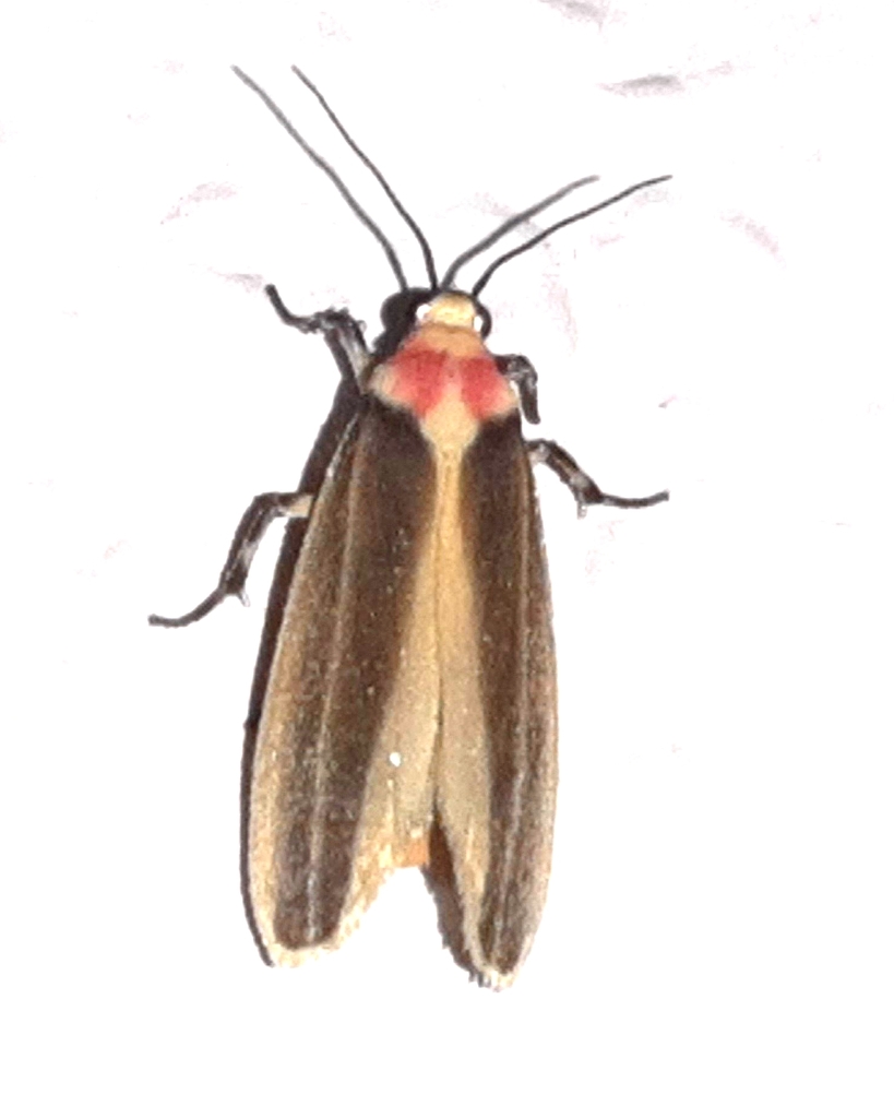 Rhabdatomis laudamia
