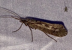 Glyphopsyche irrorata