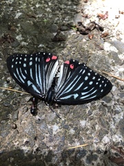 Hestina assimilis assimilis