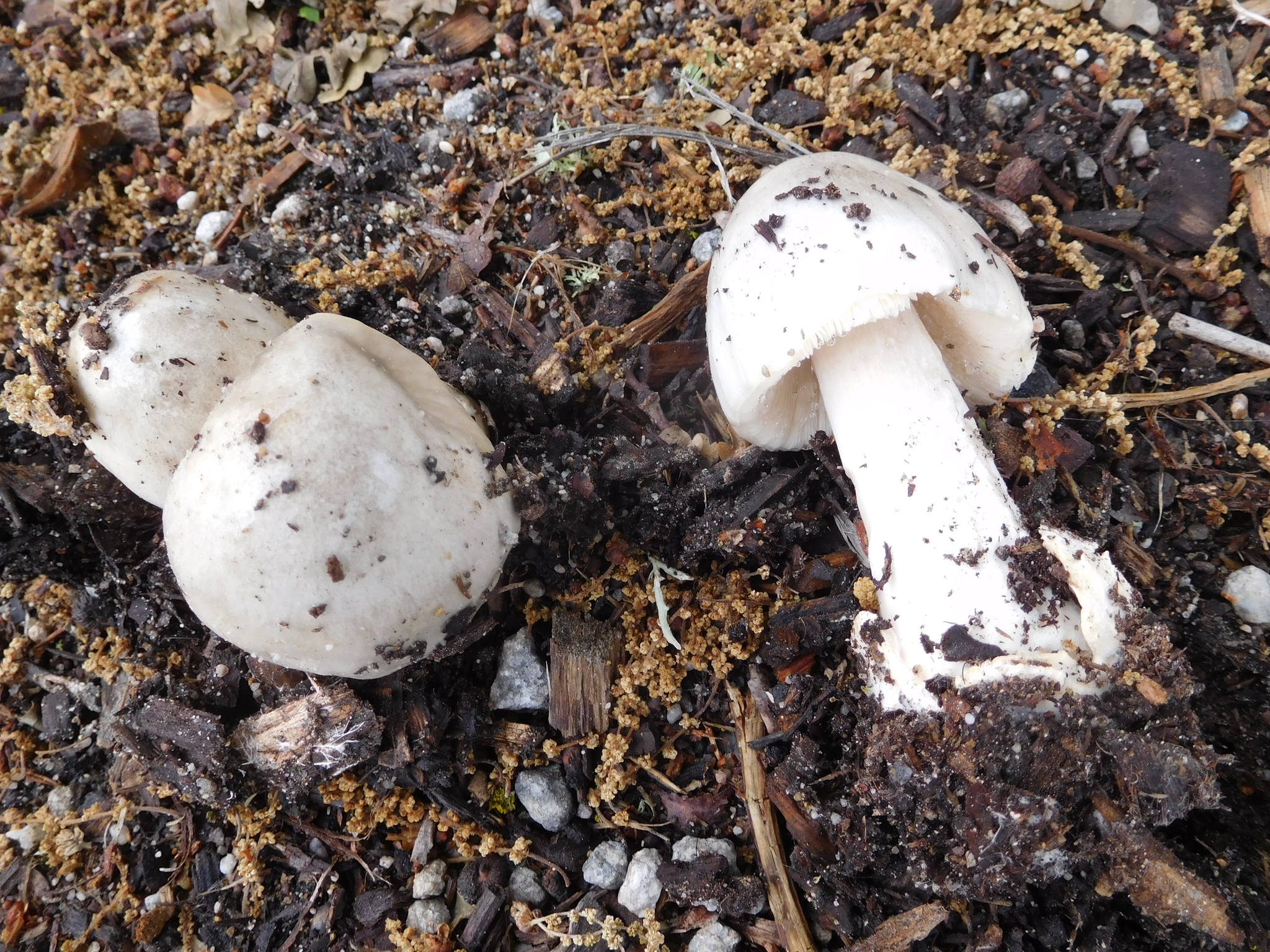 Volvariella gloiocephala image