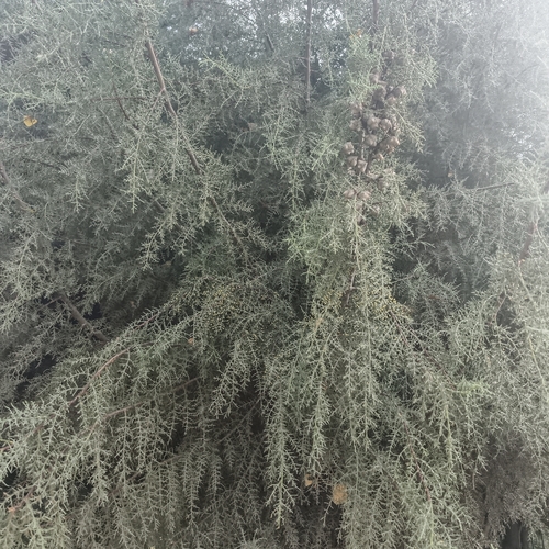 Cupressus goveniana, 2026-10-06