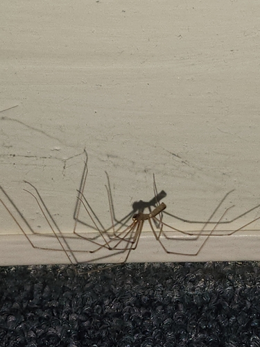 Long-bodied Cellar Spider