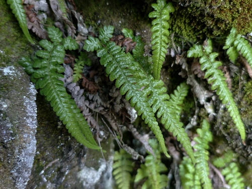 Leptogramma totta observed 2026-09-28
