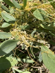 Cuscuta pentagona