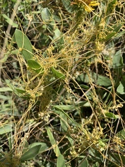 Cuscuta pentagona