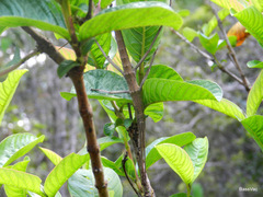 Leiophasma