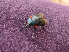 Osca lata