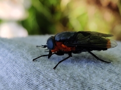 Osca lata