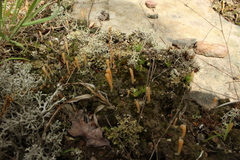 Multiclavula corynoides