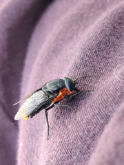 Osca lata