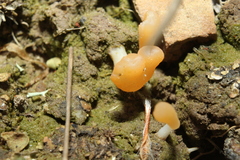 Multiclavula corynoides