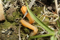 Multiclavula corynoides