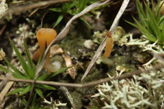 Multiclavula corynoides