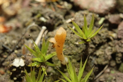 Multiclavula corynoides