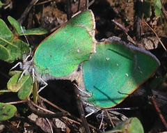Callophrys viridis