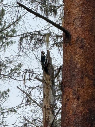 Great Spotted Woodpecker