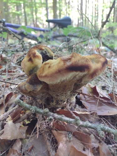 European Dyer's Polypore