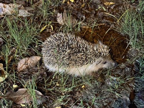 Amur Hedgehog