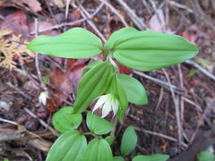 Disporum smilacinum
