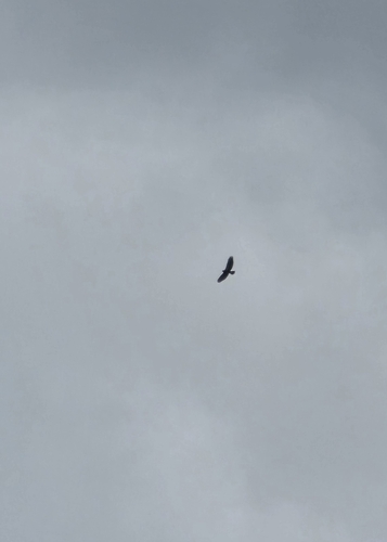Common Buzzard