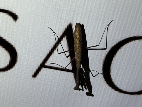 Asian Jumping Mantis