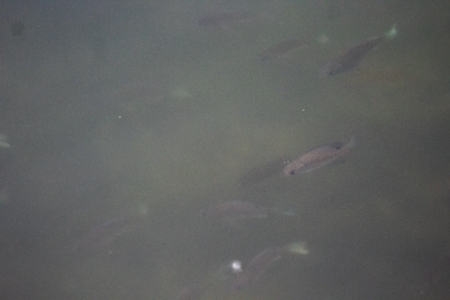 Bluegill