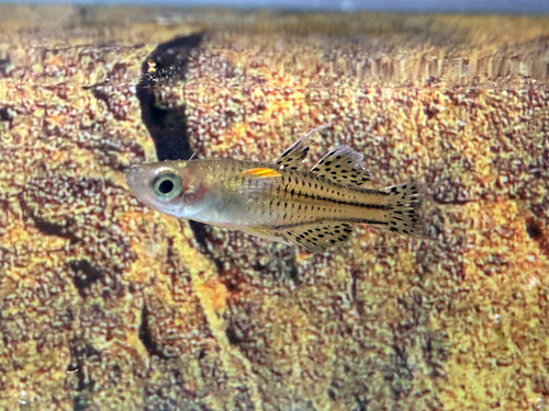 Spotted Blue Eye