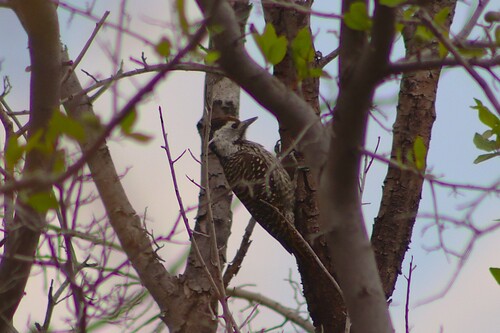 iNaturalist image