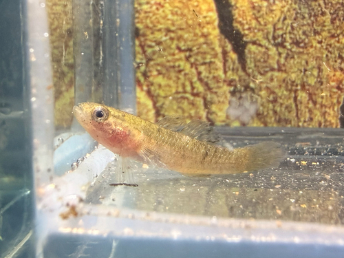 Poreless Gudgeon
