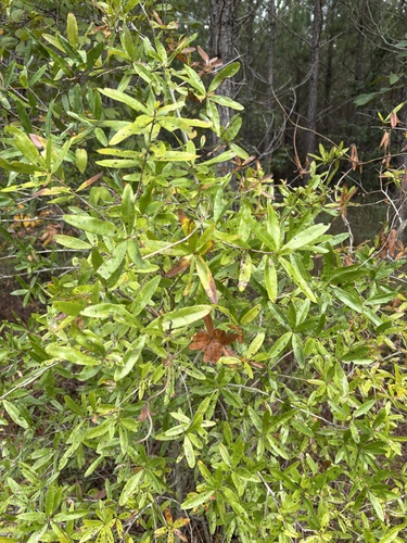 willow oak