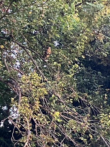 Red-shouldered Hawk