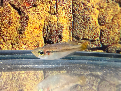 Blackbanded Rainbowfish